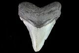 Fossil Megalodon Tooth - North Carolina #80837-1